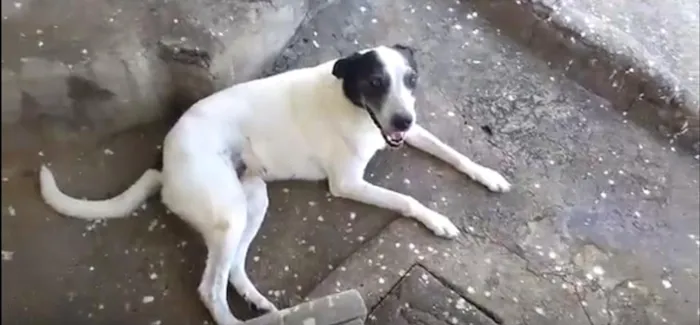 Cachorro ra a SRD idade 6 ou mais anos nome Diana