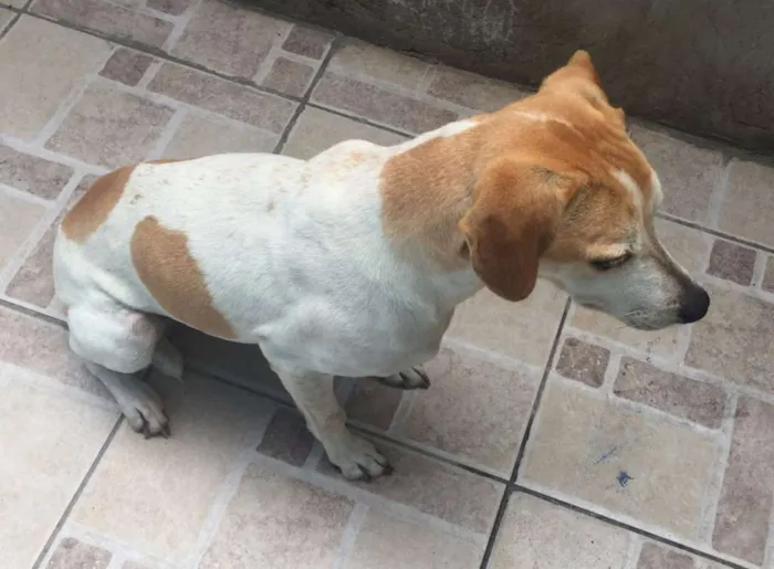 Cachorro raça Vira-lata idade 3 anos nome Felícia