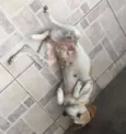 Felícia