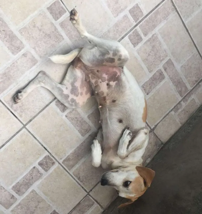 Cachorro raça Vira-lata idade 3 anos nome Felícia