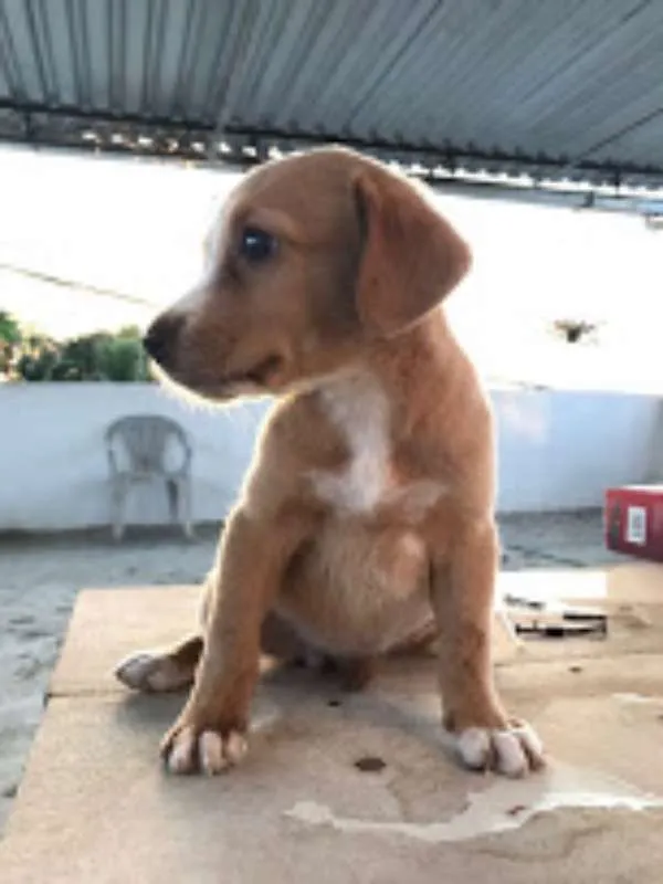 Cachorro ra a vira latas idade Abaixo de 2 meses nome não tem