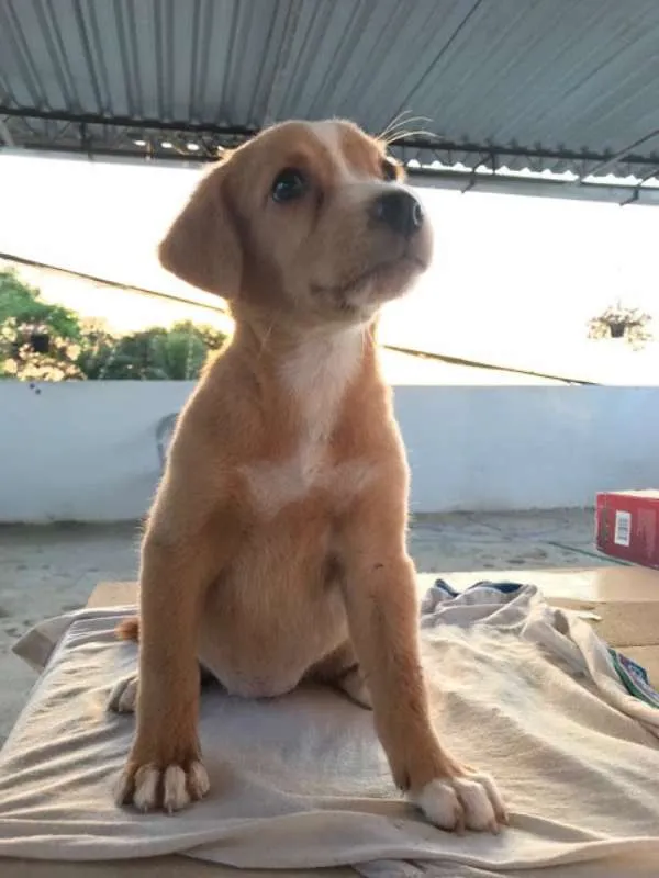 Cachorro ra a vira latas idade Abaixo de 2 meses nome não tem