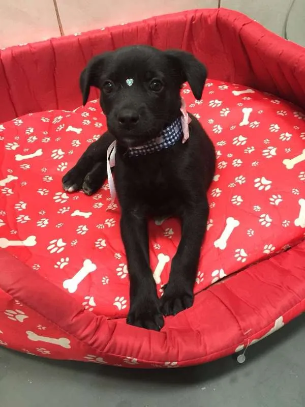 Cachorro raça srd idade 2 a 6 meses nome Lolita