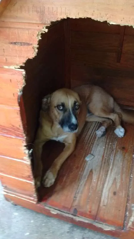 Cachorro ra a SRD idade 2 anos nome meg, nino, nina