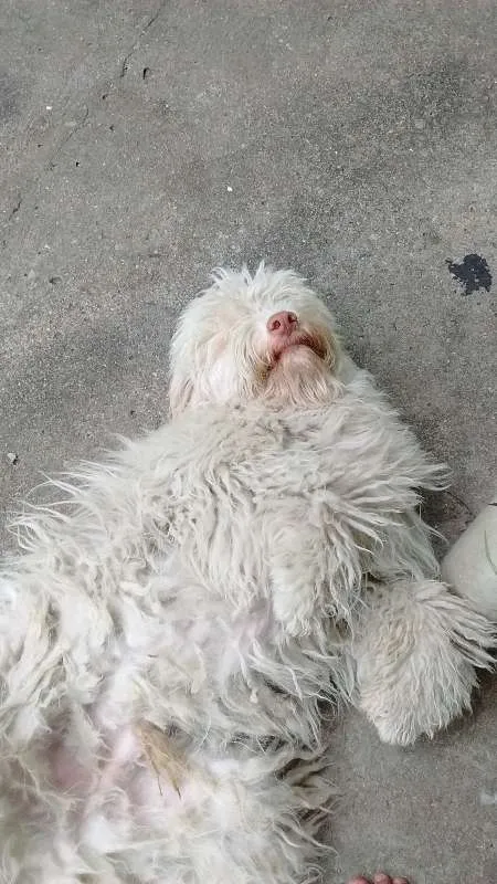 Cachorro ra a SRD idade 2 anos nome meg, nino, nina