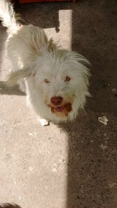 Cachorro ra a SRD idade 2 anos nome meg, nino, nina
