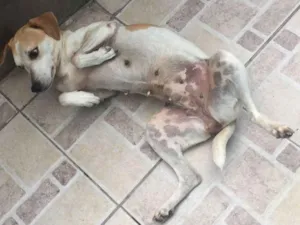 Cachorro raça Vira-lata idade 3 anos nome Felícia