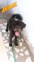 APOLO