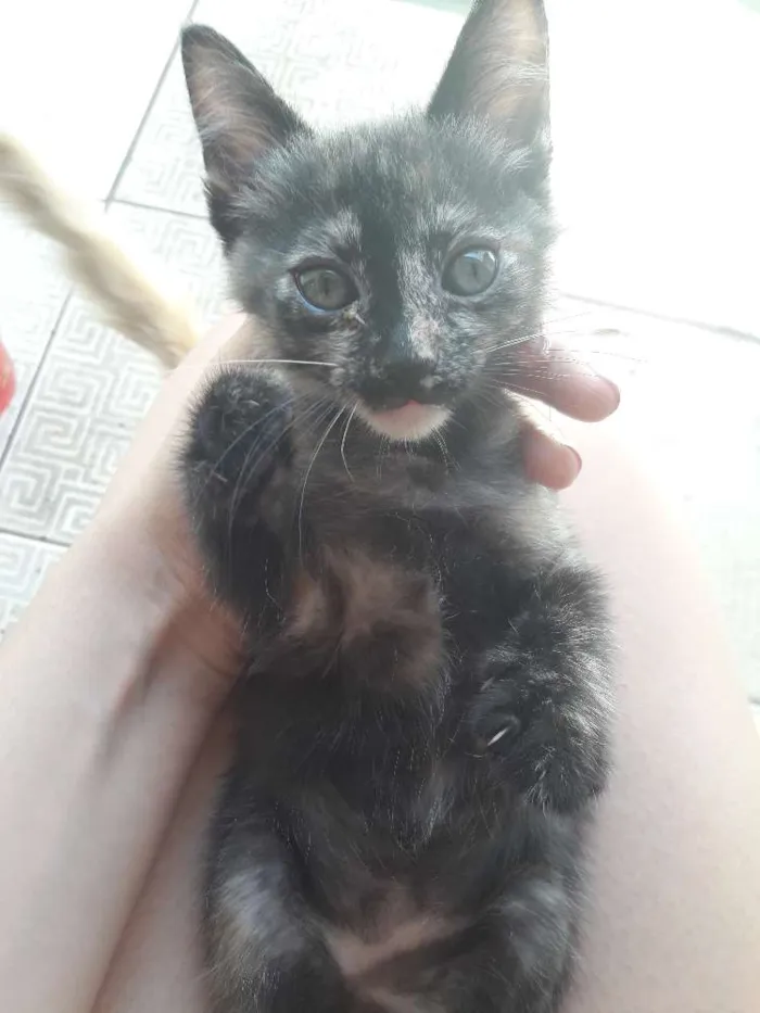 Gato ra a Nenhuma idade 2 a 6 meses nome Filhote
