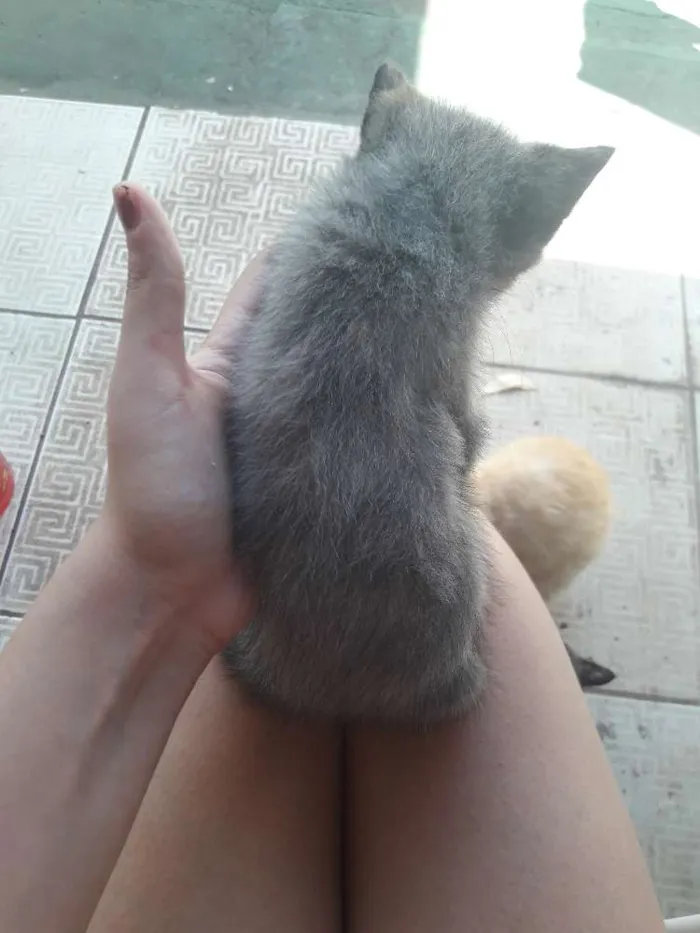 Gato ra a Nenhuma idade 2 a 6 meses nome Filhote