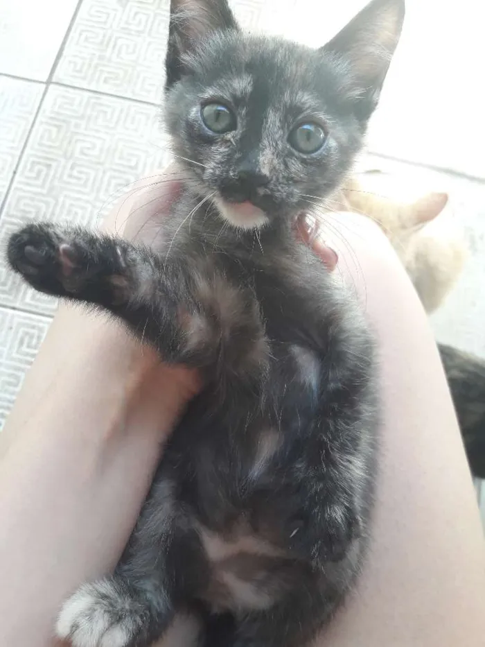 Gato ra a Nenhuma idade 2 a 6 meses nome Filhote