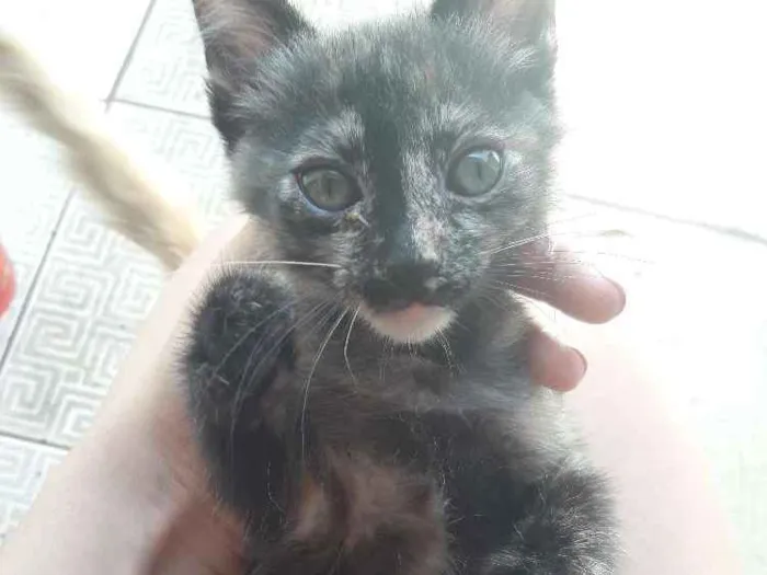 Gato ra a Nenhuma idade 2 a 6 meses nome Filhote