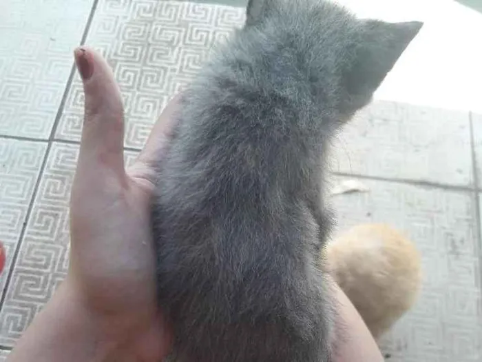 Gato ra a Nenhuma idade 2 a 6 meses nome Filhote