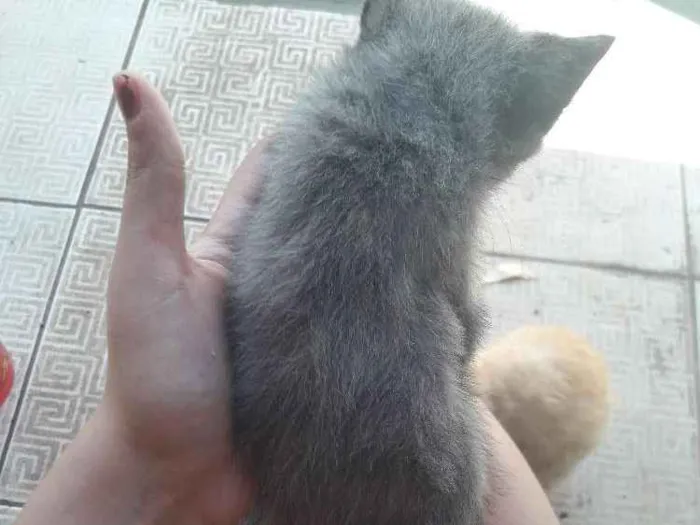 Gato ra a Nenhuma idade 2 a 6 meses nome Filhote