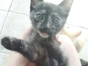 Gato raça Nenhuma idade 2 a 6 meses nome Filhote