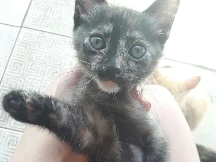 Gato ra a Nenhuma idade 2 a 6 meses nome Filhote