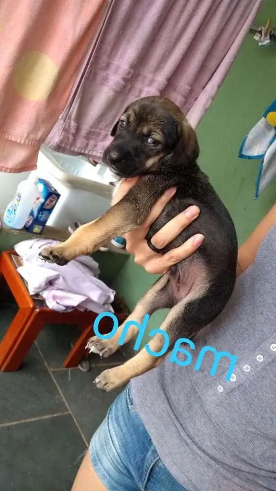 Cachorro ra a Srd idade Abaixo de 2 meses nome Hércules