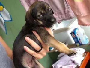 Cachorro raça Srd idade Abaixo de 2 meses nome Hércules