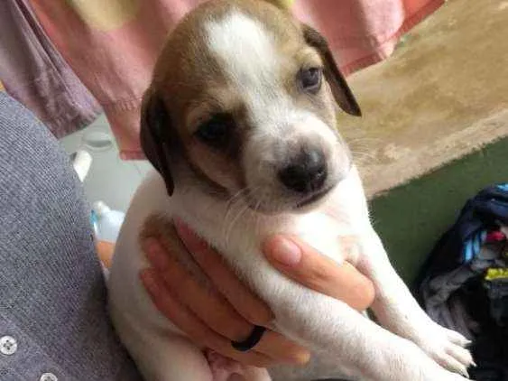 Cachorro ra a Srd idade Abaixo de 2 meses nome Diego