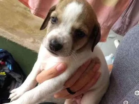 Cachorro ra a Srd idade Abaixo de 2 meses nome Diego
