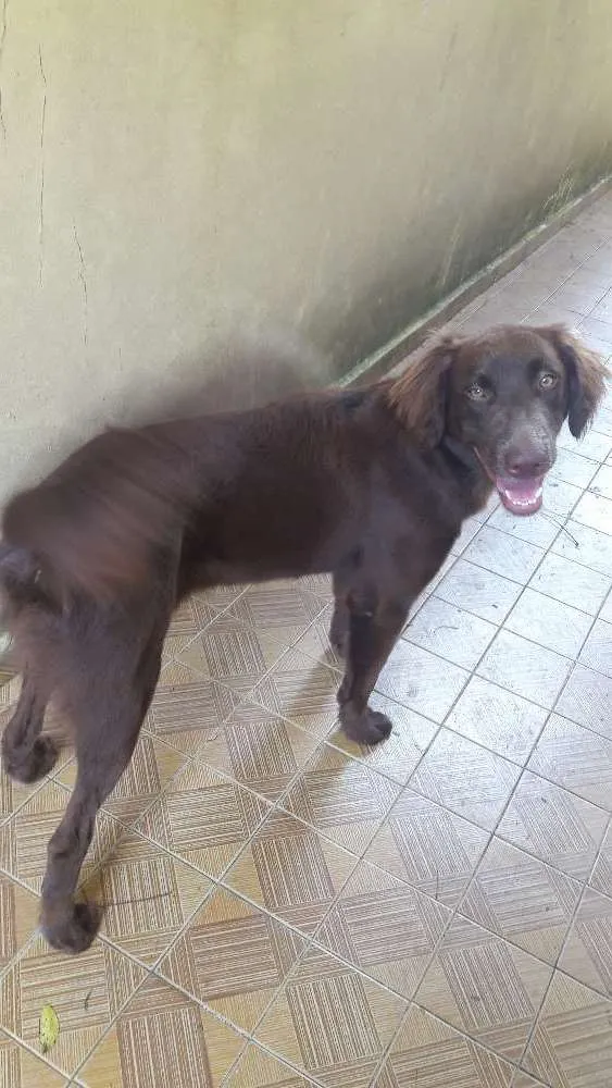 Cachorro ra a setter irlandes idade 7 a 11 meses nome Cacau