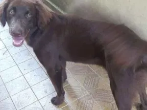 Cachorro raça setter irlandes idade 7 a 11 meses nome Cacau
