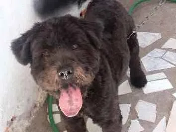 Cachorro ra a Chow Chow/ Misturado idade 7 a 11 meses nome APOLO