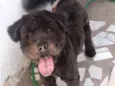 APOLO