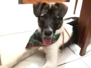 Cachorro raça  idade 7 a 11 meses nome Jake