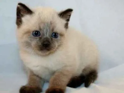 Gato raça suanés idade 2 a 6 meses nome sofhia