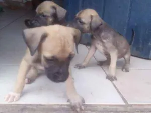 Cachorro raça Vira lata idade 2 a 6 meses nome Não tem nome