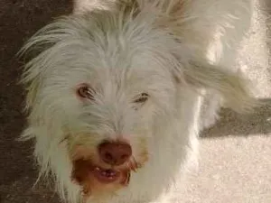 Cachorro raça SRD idade 2 anos nome meg, nino, nina