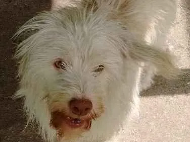 Cachorro ra a SRD idade 2 anos nome meg, nino, nina