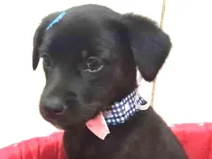 Cachorro raça srd idade 2 a 6 meses nome Lolita