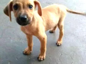 Cachorro raça SRD idade 2 a 6 meses nome Sem nome