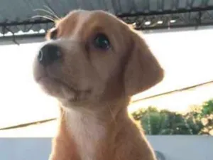 Cachorro raça vira latas idade Abaixo de 2 meses nome não tem