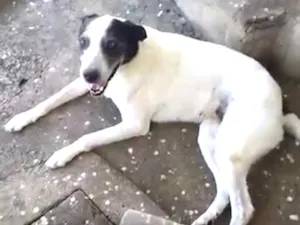 Cachorro raça SRD idade 6 ou mais anos nome Diana