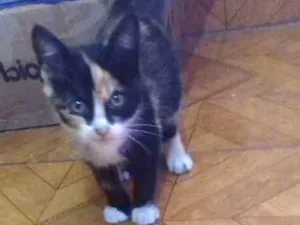 Gato raça  idade 2 a 6 meses nome Lili