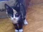Gato raça  idade 2 a 6 meses nome Lili