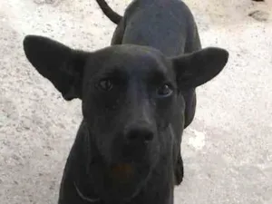 Cachorro raça Viralata idade 3 anos nome Banguela