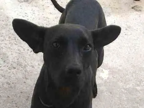 Cachorro ra a Viralata idade 3 anos nome Banguela