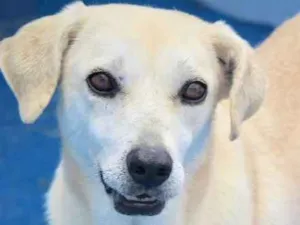 Cachorro raça  idade  nome Rusty