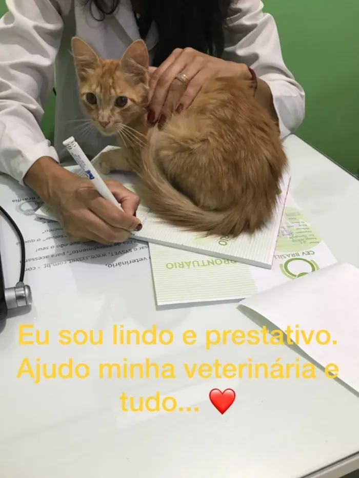 Gato ra a  idade 2 a 6 meses nome Whiskey 