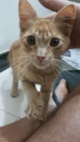 Whiskey 
