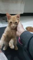 Whiskey 