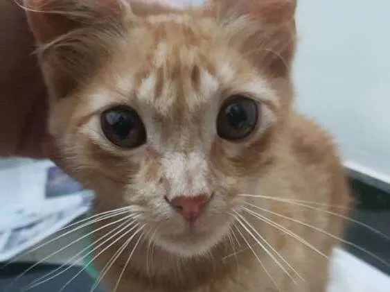Gato ra a  idade 2 a 6 meses nome Whiskey 