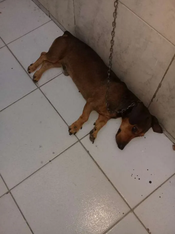 Cachorro raça salsicha idade 2 anos nome scoob