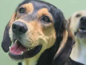 Cachorro raça  idade 1 ano nome Jimmy