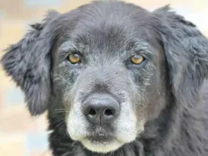 Cachorro raça  idade  nome Dino