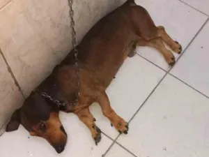 Cachorro raça salsicha idade 2 anos nome scoob